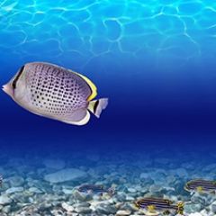 Кухонный фартук Фауна 026 МДФ матовый (3000) Fauna в Александровском - alexsandrovskoe.mebel24.online | фото