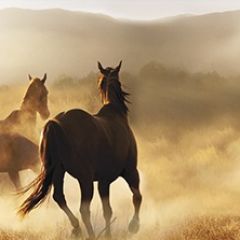 Кухонный фартук Фауна 032 МДФ матовый (3000) Fauna в Александровском - alexsandrovskoe.mebel24.online | фото