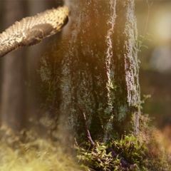 Кухонный фартук Фауна 038 МДФ матовый (3000) Fauna в Александровском - alexsandrovskoe.mebel24.online | фото