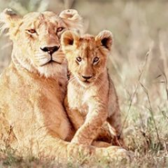 Кухонный фартук Фауна 042 МДФ матовый (3000) Fauna в Александровском - alexsandrovskoe.mebel24.online | фото