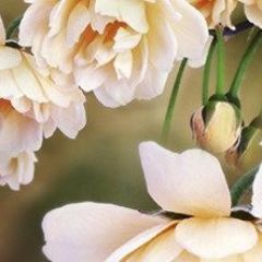 Кухонный фартук Цветы 066 МДФ матовый (3000) Flowers в Александровском - alexsandrovskoe.mebel24.online | фото